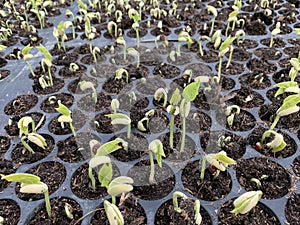 Growing seeds in pot tray for agriculture concept