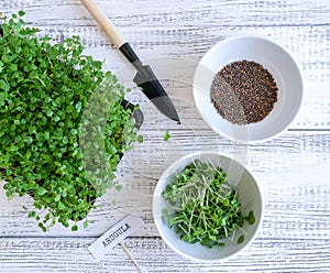 Growing shoots of arugula next to bowls of seeds and sprouts. Micro greens gardening