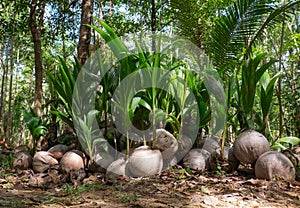 The growing shoots of coconut palms