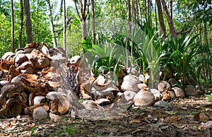 The growing shoots of coconut palms