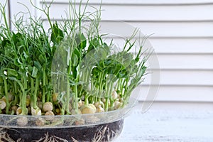 Growing shoots of peas. Fresh organic food on your windowsill. Healthy greens concept