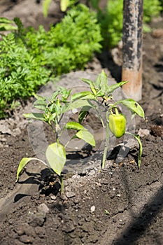 Growing shrub with green sweet peppers paprika. Black soil is watered water