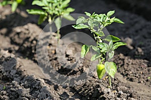 Growing shrub with green sweet peppers paprika. Black soil is watered water.