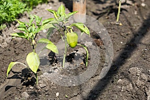 Growing shrub with green sweet peppers paprika. Black soil is watered water