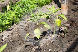 Growing shrub with green sweet peppers paprika. Black soil is watered water