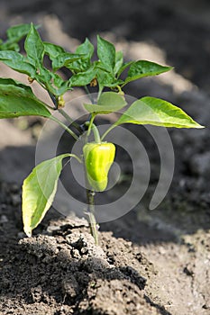 Growing shrub with green sweet peppers paprika. Black soil is watered water