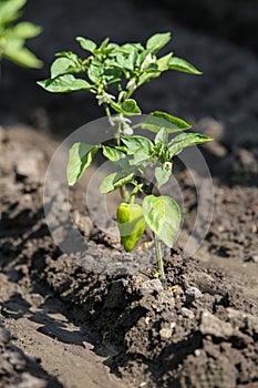 Growing shrub with green sweet peppers paprika. Black soil is watered water