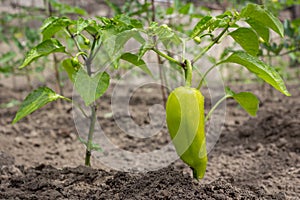 Growing shrub with green sweet peppers paprika. The Bush is watered with the water.