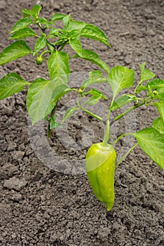 Growing shrub with green sweet peppers paprika. The Bush is watered with the water.