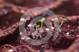 Growing small chrysanthemum sprouts in peat pots. Young seedlings in soil and home gardening concept