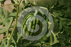 Growing small green striped watermelon plant, close-up