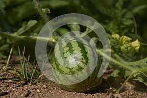 Growing small green striped watermelon plant, close-up