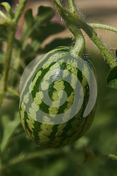 Growing small green striped watermelon plant in the garden