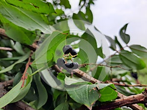 Growing small local mountain fruits on a tree branch in Uttarakhand / India