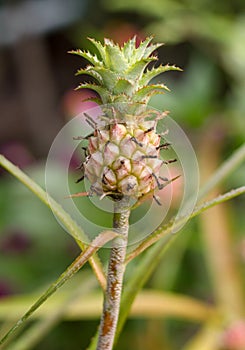 Growing small pineapple on a stem