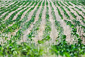 Growing soy on the countryside of Juan Lacaze, Colonia, Uruguay photo