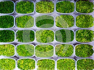 Growing sphagnum moss of different varieties