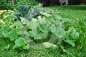 Growing squash and vegetables in urban garden