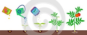 Growing stages. Gardening vector illustration.