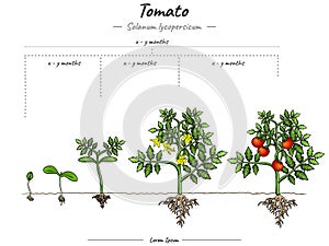 Growing stages of tomato Solanum lycopersicum
