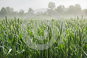 Growing stalks in a Corn Field