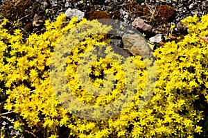 Growing stonecrop caustic on rocky ground.