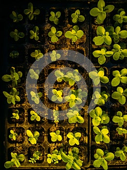 Growing of stonecrops in pots, top view