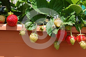 Growing strawberries on balcony