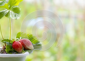 Growing strawberries in a container