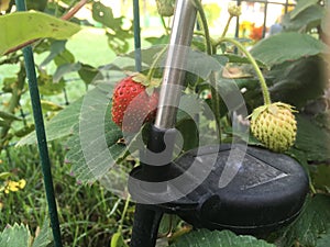 Growing strawberries in the garden