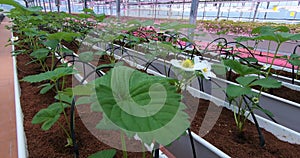 Growing strawberries in greenhouses. A modern greenhouse for the production of organic fruits.