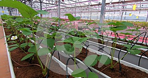 Growing strawberries in greenhouses. A modern greenhouse for the production of organic fruits.