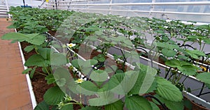 Growing strawberries in greenhouses. A modern greenhouse for the production of organic fruits.