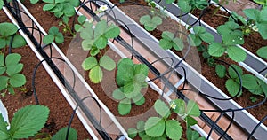 Growing strawberries in greenhouses. A modern greenhouse for the production of organic fruits.