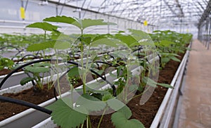 Growing strawberries in greenhouses. A modern greenhouse for the production of organic fruits.