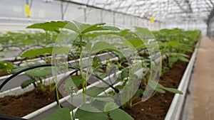 Growing strawberries in greenhouses. A modern greenhouse for the production of organic fruits.