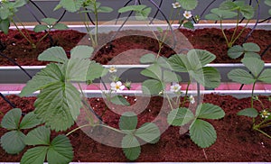 Growing strawberries in greenhouses. A modern greenhouse for the production of organic fruits.