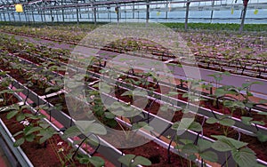 Growing strawberries in greenhouses. A modern greenhouse for the production of organic fruits.