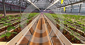 Growing strawberries in greenhouses. A modern greenhouse for the production of organic fruits.