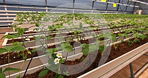 Growing strawberries in greenhouses. A modern greenhouse for the production of organic fruits.