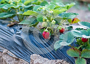 Growing strawberries. photo