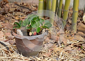 Growing Strawberries in Tropical Climates