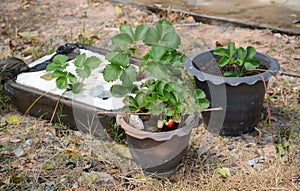 Growing Strawberries in Tropical Climates