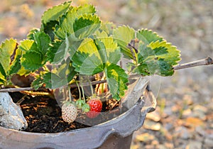 Growing Strawberries in Tropical Climates photo