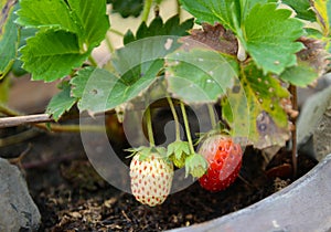 Growing Strawberries in Tropical Climates photo