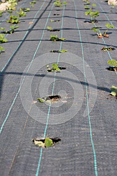 growing strawberries under a black film in rows.