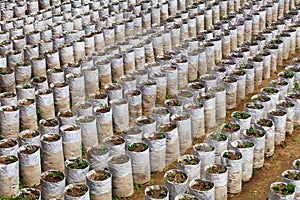 Growing strawberries - unusual way. Indonesia, Bali