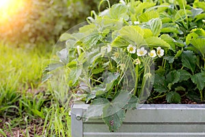 Growing strawberry in a galvanized warm garden bed. Gardening and agriculture