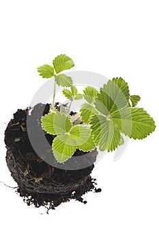 Growing strawberry plant in soil