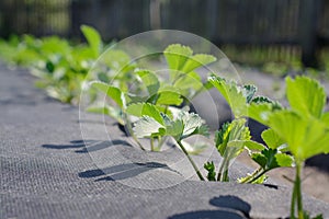 Growing strawberry using modern technology photo